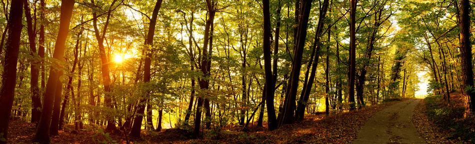 Sunrise Forest