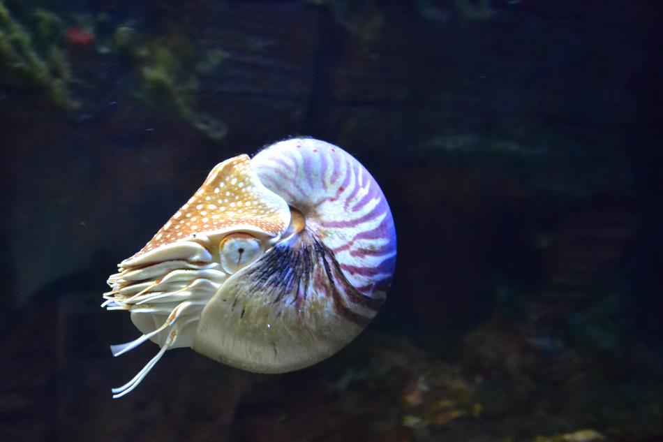 delightful Aquarium Fish