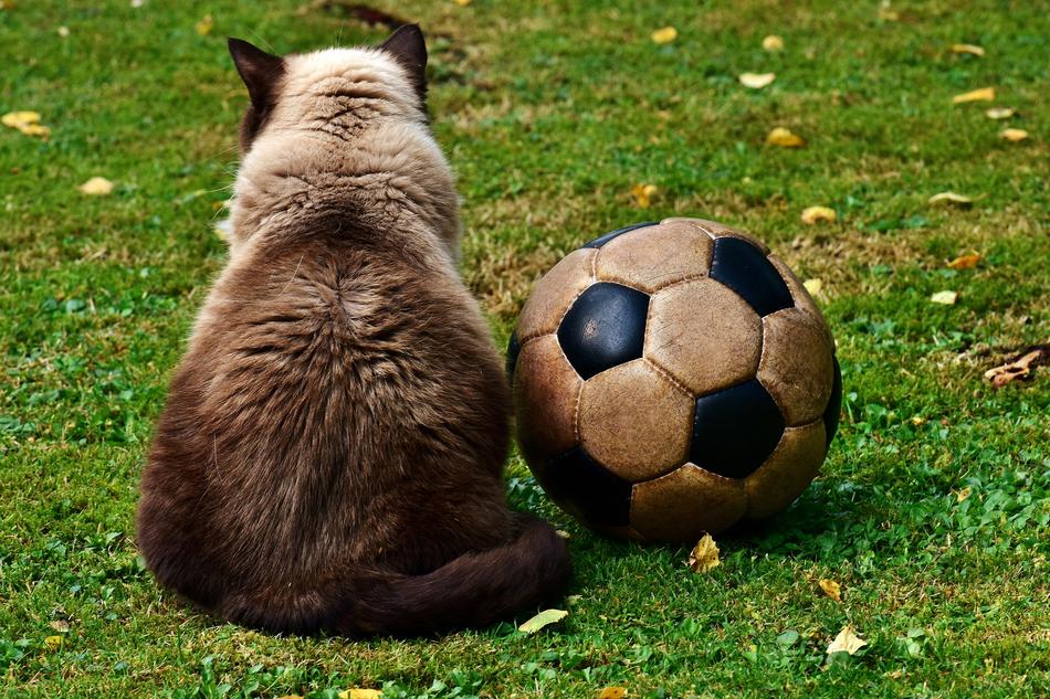 Cat and Football ball