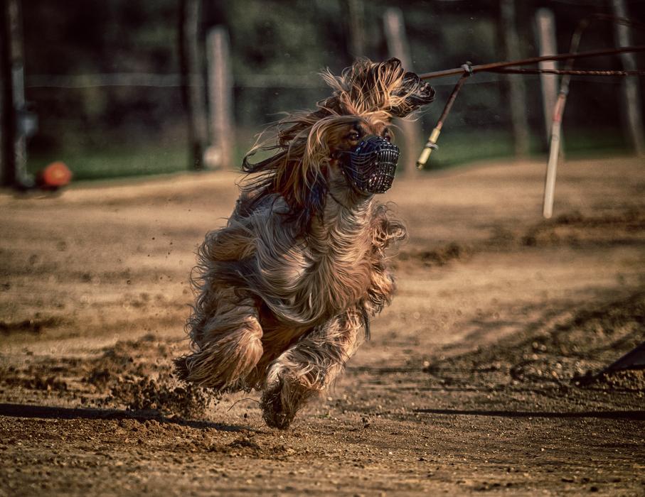 Dog Ran