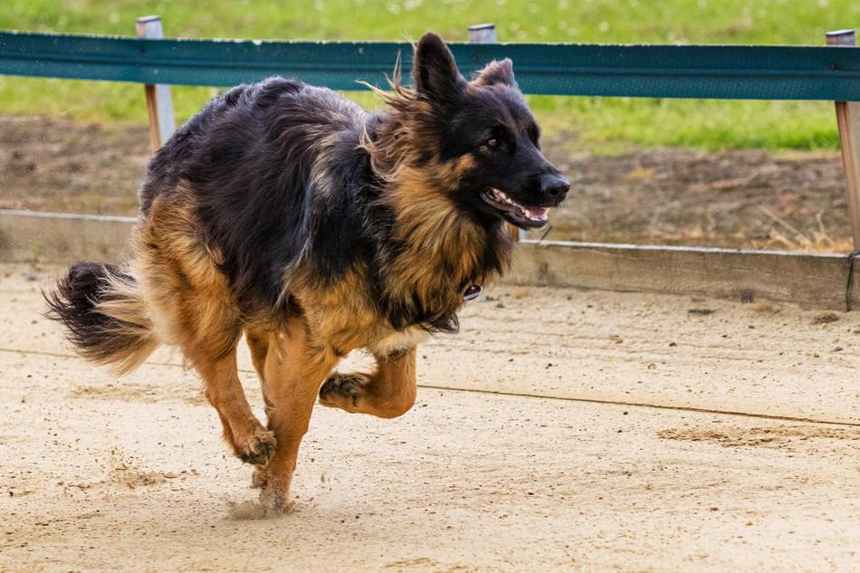 German shepherd runs at high speed