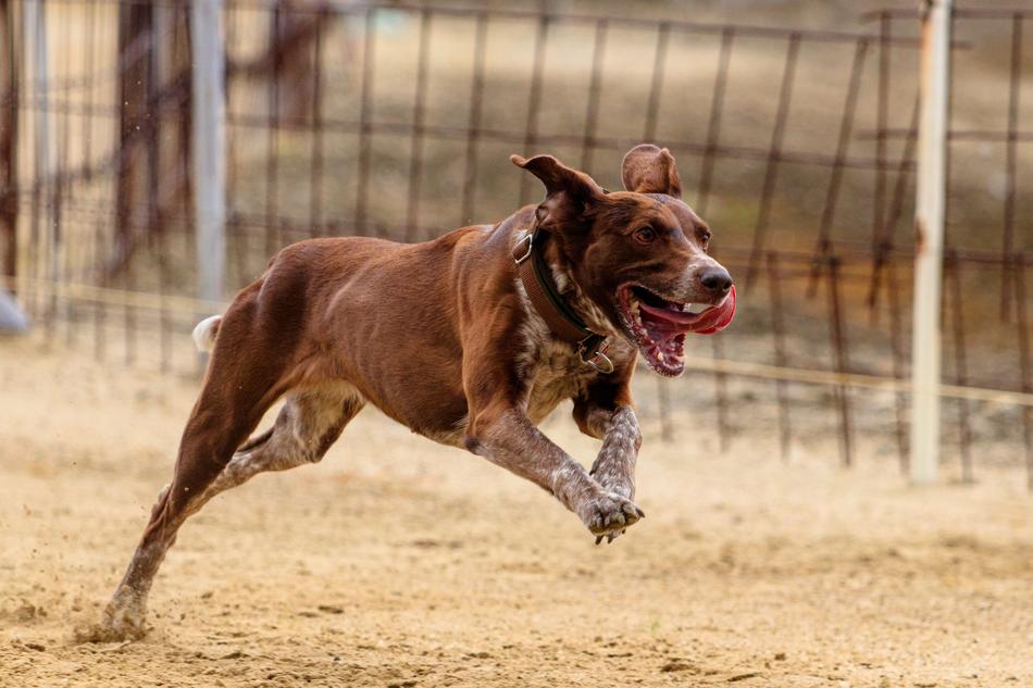 Dog Runs on Racing track