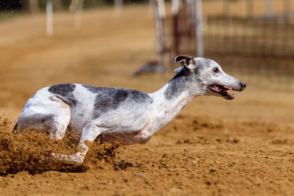 greyhound runs along the racetrack near the fence