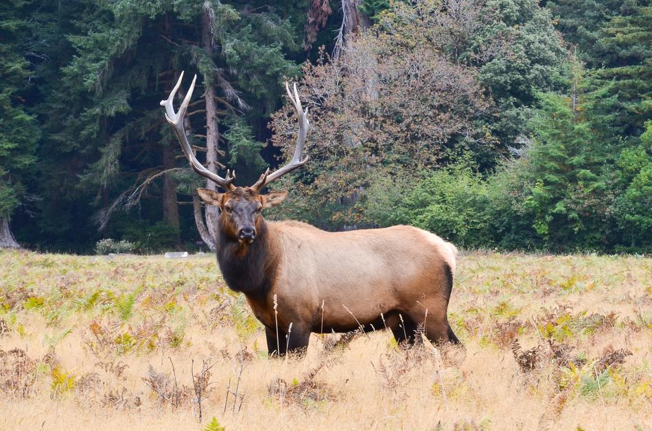 moose in North America