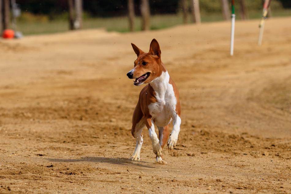 brown-white greyhound runs along the racetrack