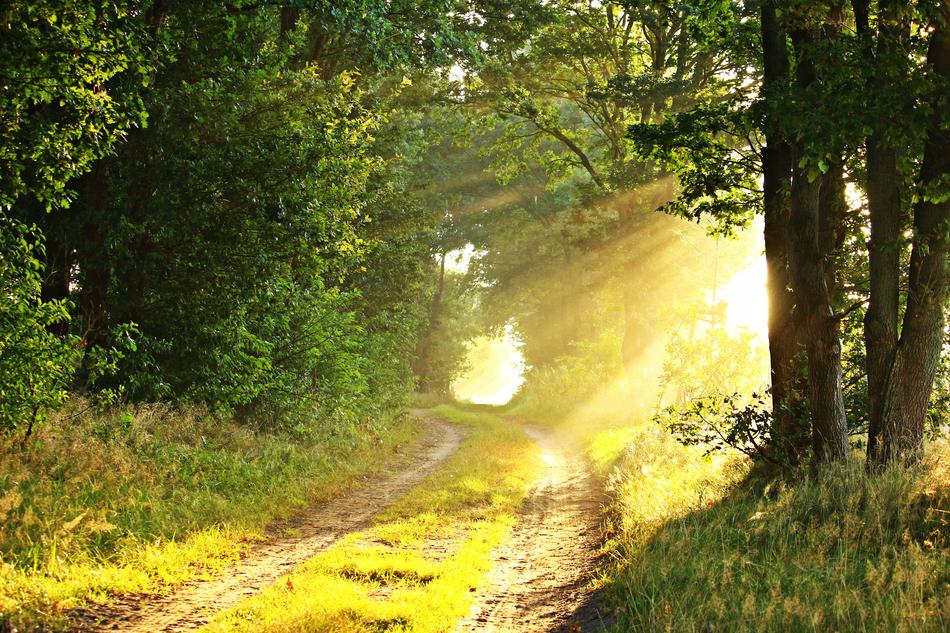 rural road and morning fog