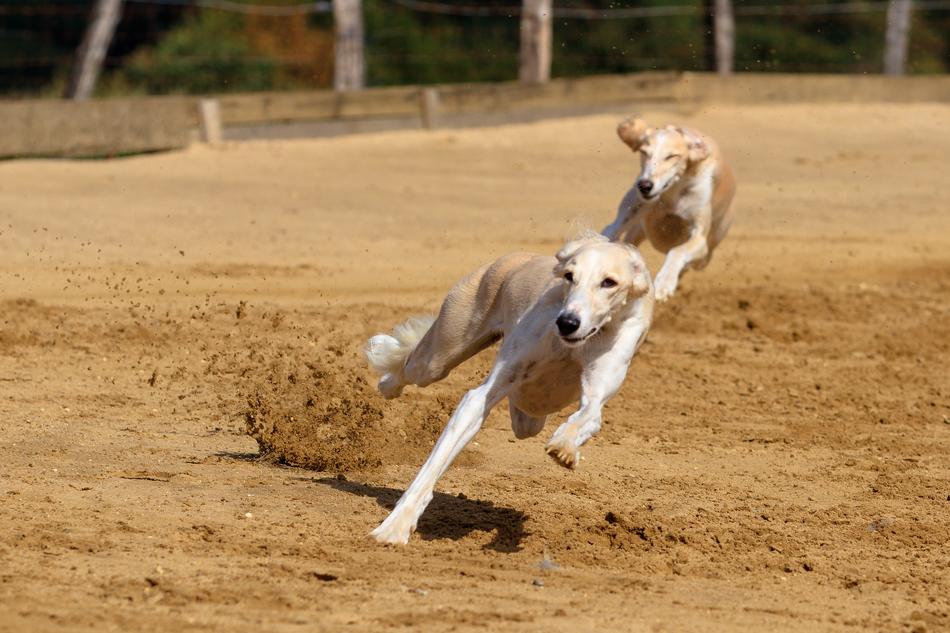 two hound dogs run along the racetrack