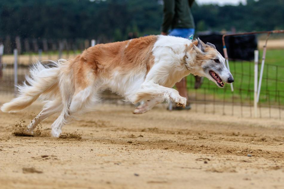hound dog runs along the racetrack
