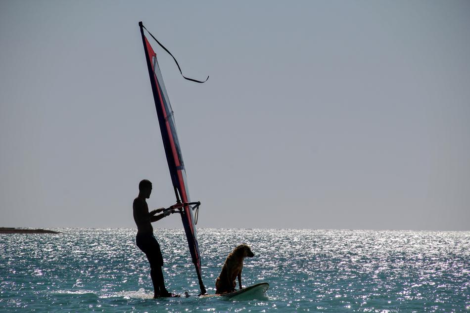 surfer with a dog in the sea