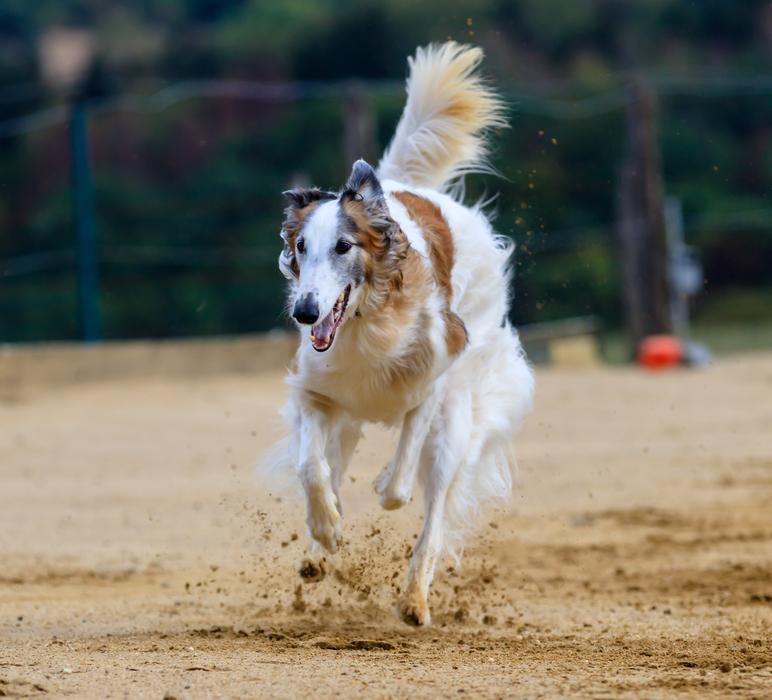 greyhound running on the hippodrome