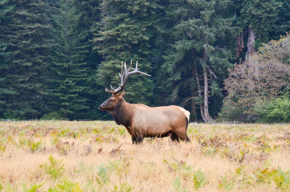 Beautiful, colorful and cute moose, on the colorful and beautiful field, among the green trees, un the Humboldt County in California, North America