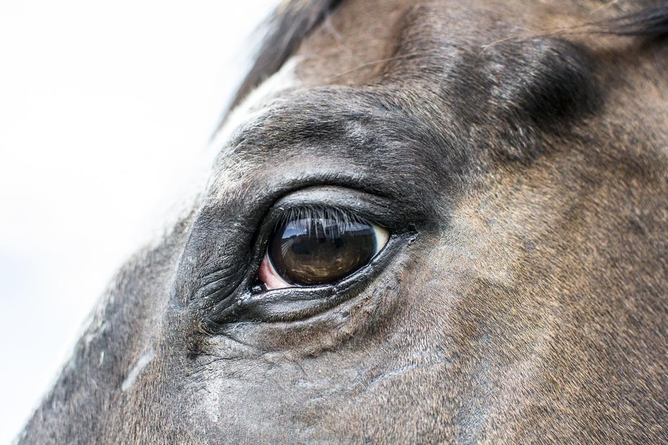 brown horse eye, close-up