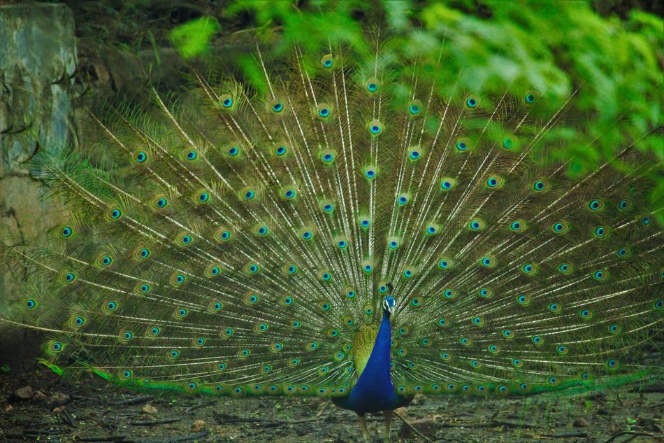 Beautiful colorful dancing peacock