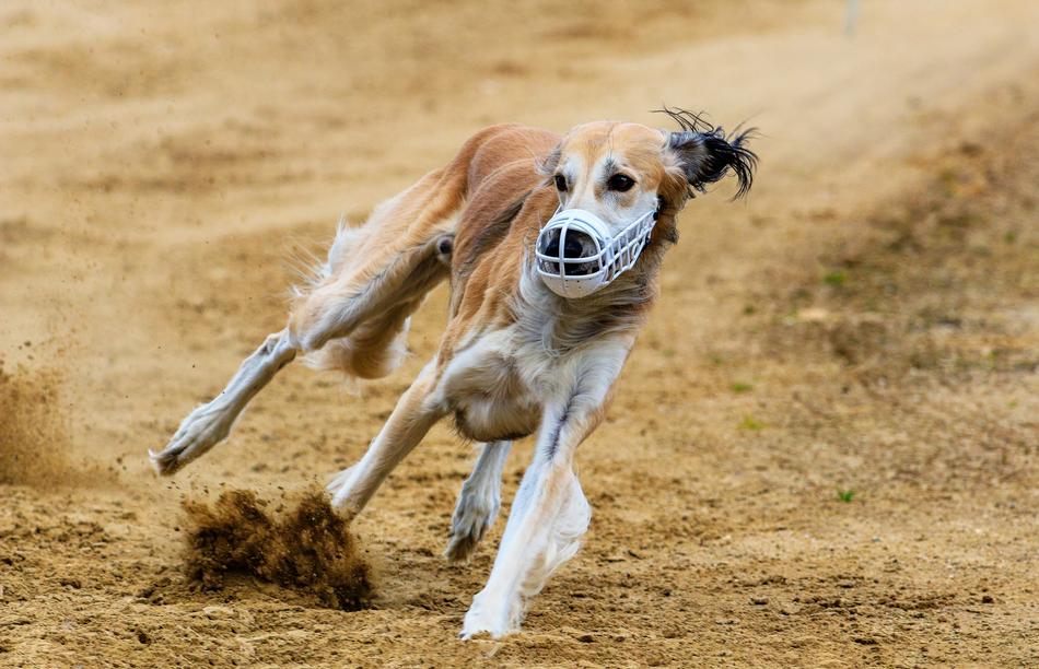 photo of Dog Runs Racing