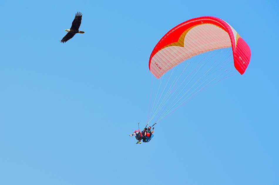 soaring parachute and eagle on a sky