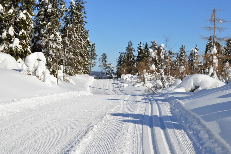 photo of the ski run along the forest