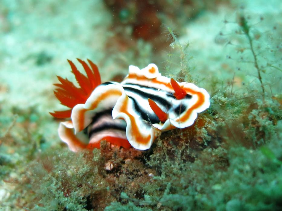 colorful sea snail on the seabed