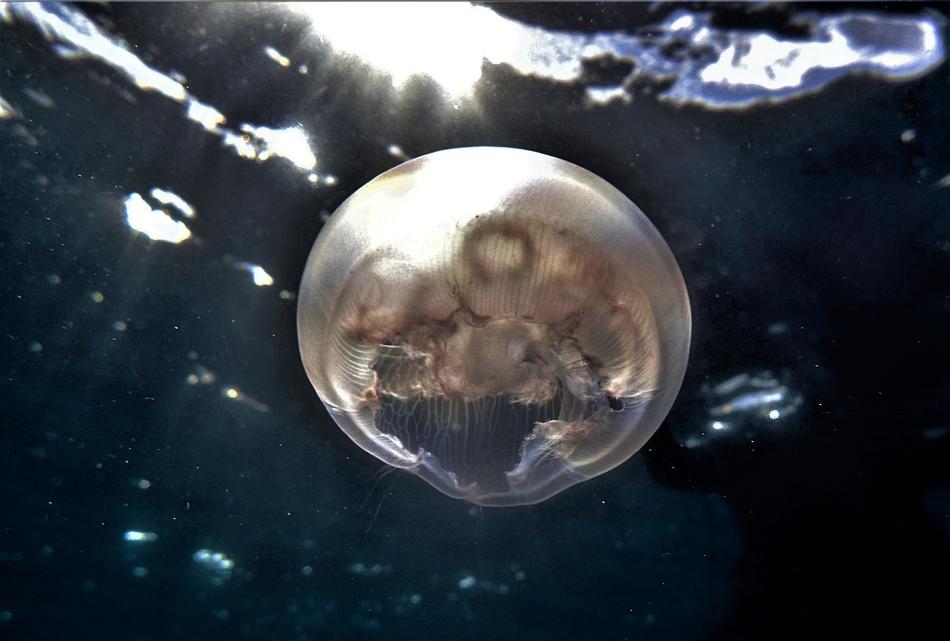 jellyfish near a reef in the underwater world