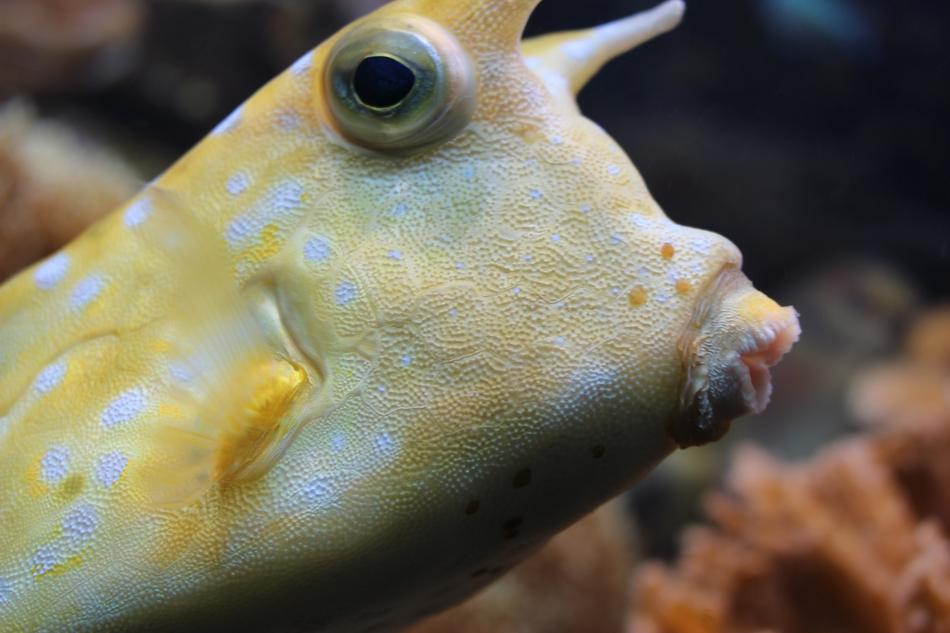 portrait of the exotic Longhorn Cowfish