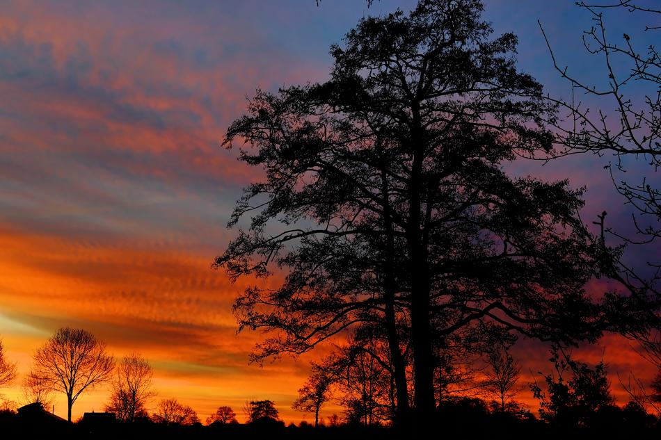 trees against the background of the January orange sky