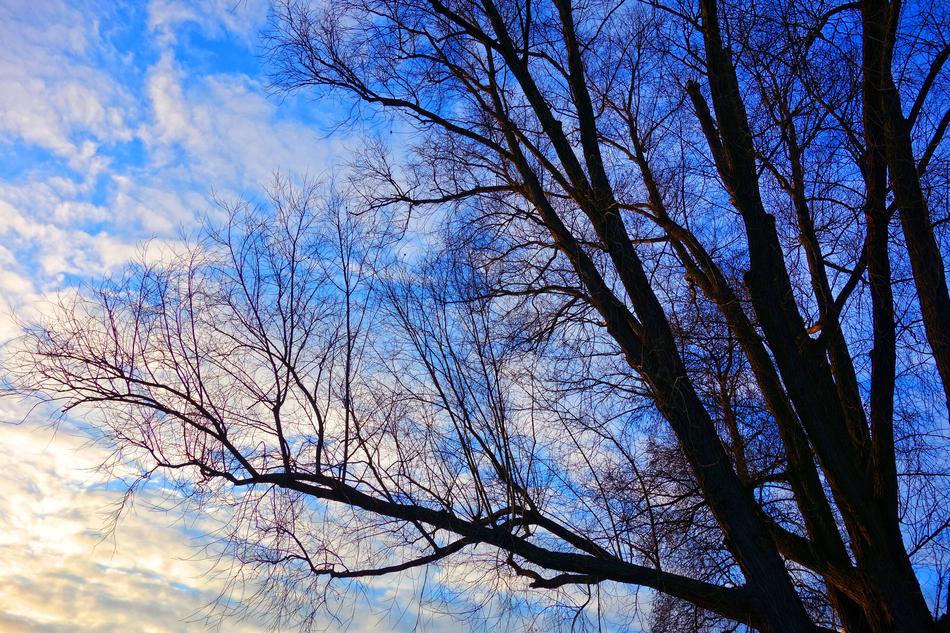 delightful Tree Top at Winter sky