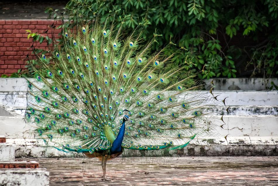 Green Peacock Bird free image download