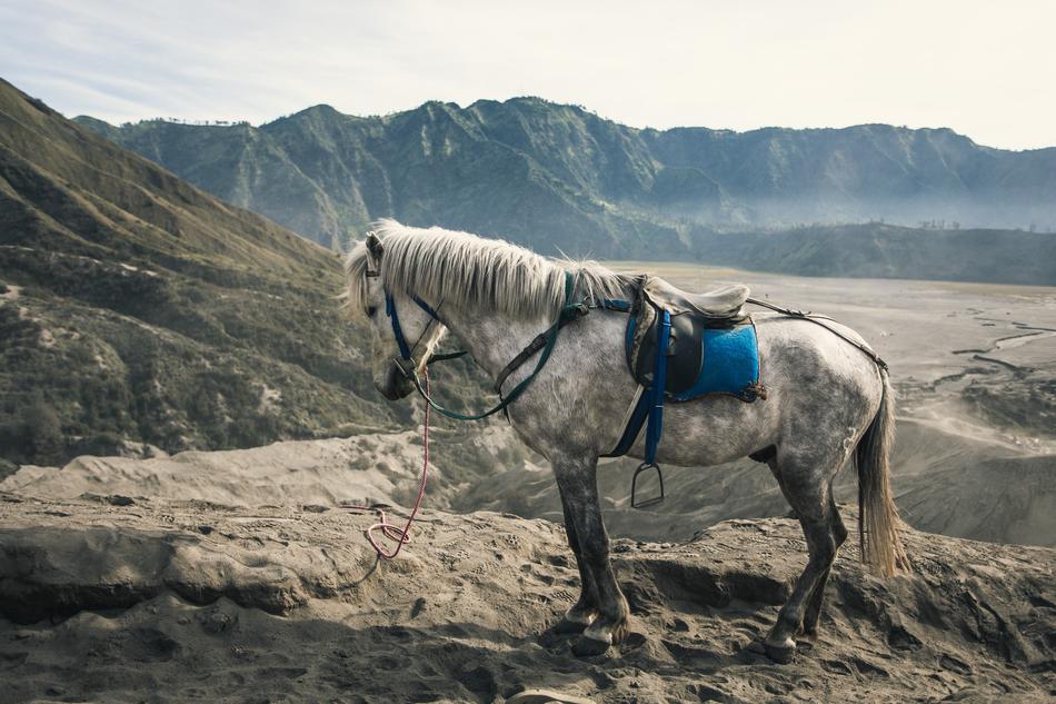 horse in mountains