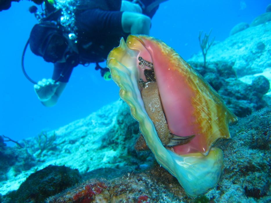 diver watching seashell