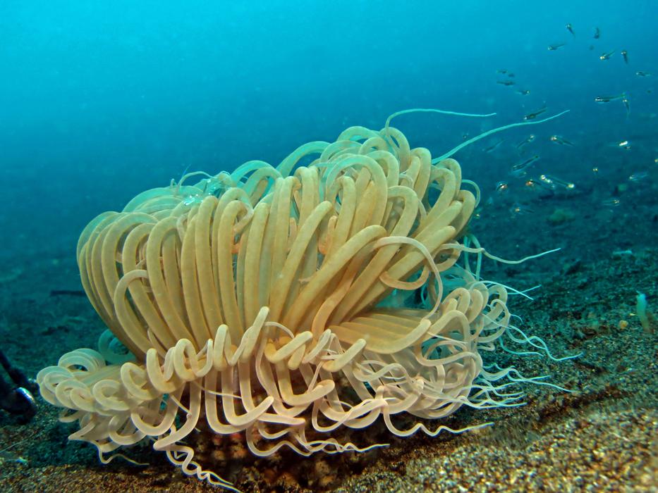 Cerianthus membranaceus, the cylinder anemone underwater