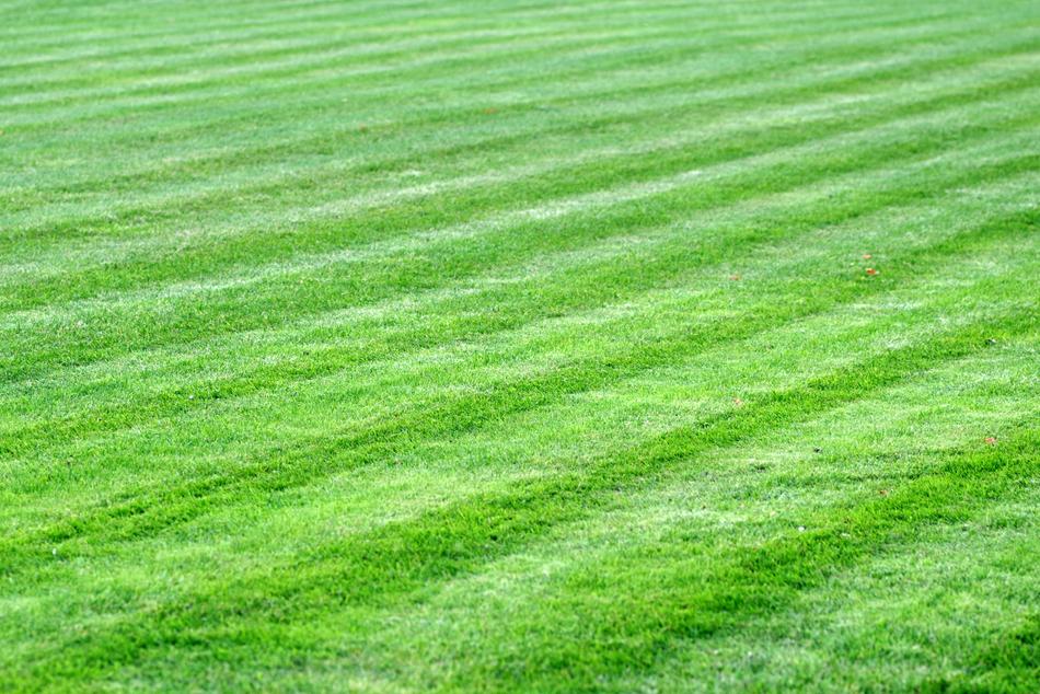 green mowed lawn