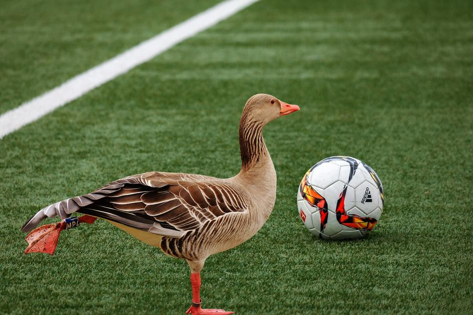 Goose and ball