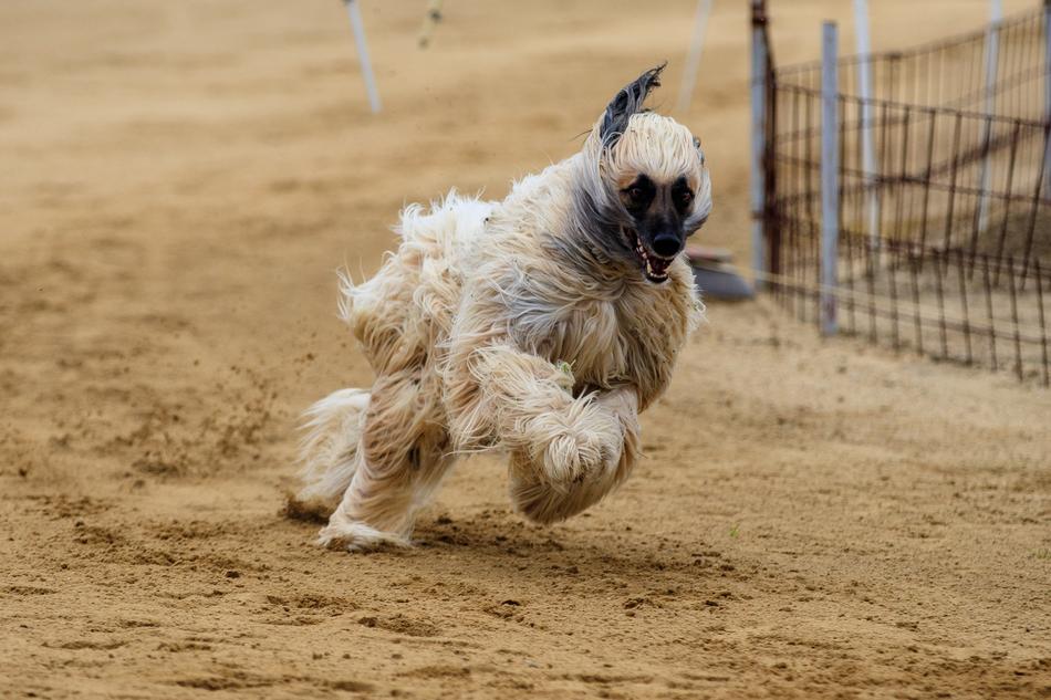 fluffy hound runs along the racetrack