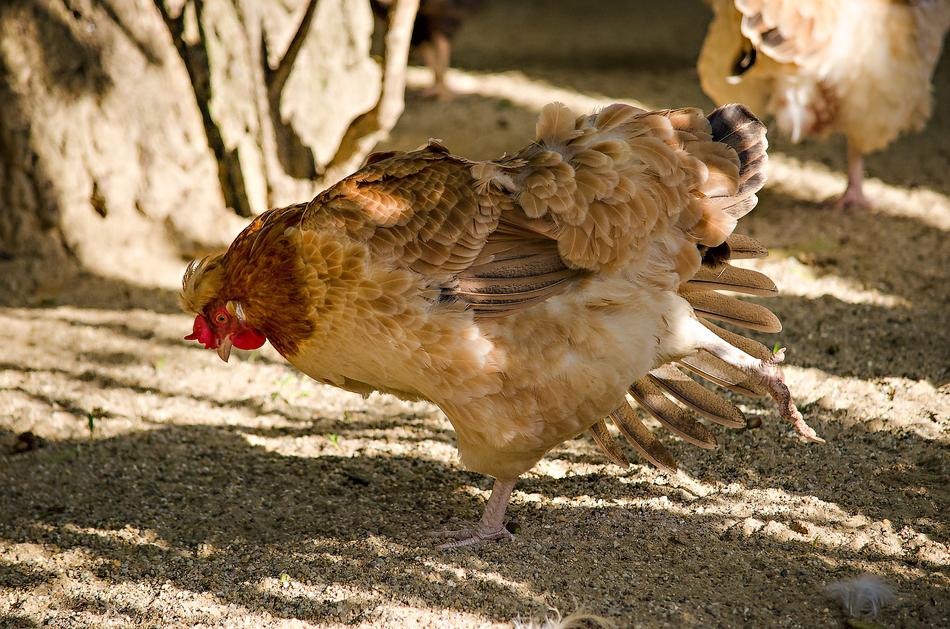 Chicken Gymnastics