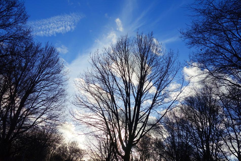 trees without leaves on the background of the sky with clouds
