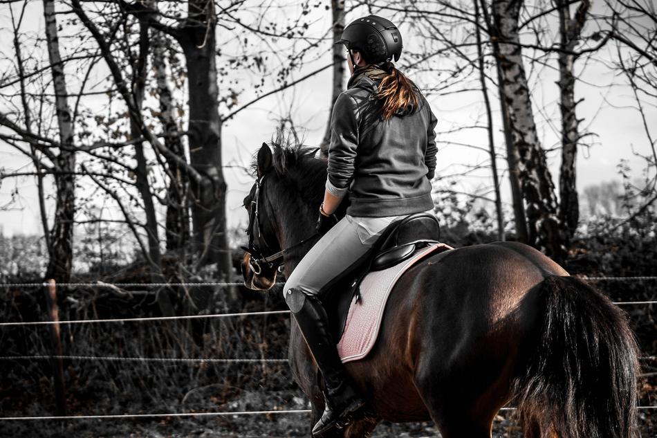 Andalusians Spanish Reiter horse rider