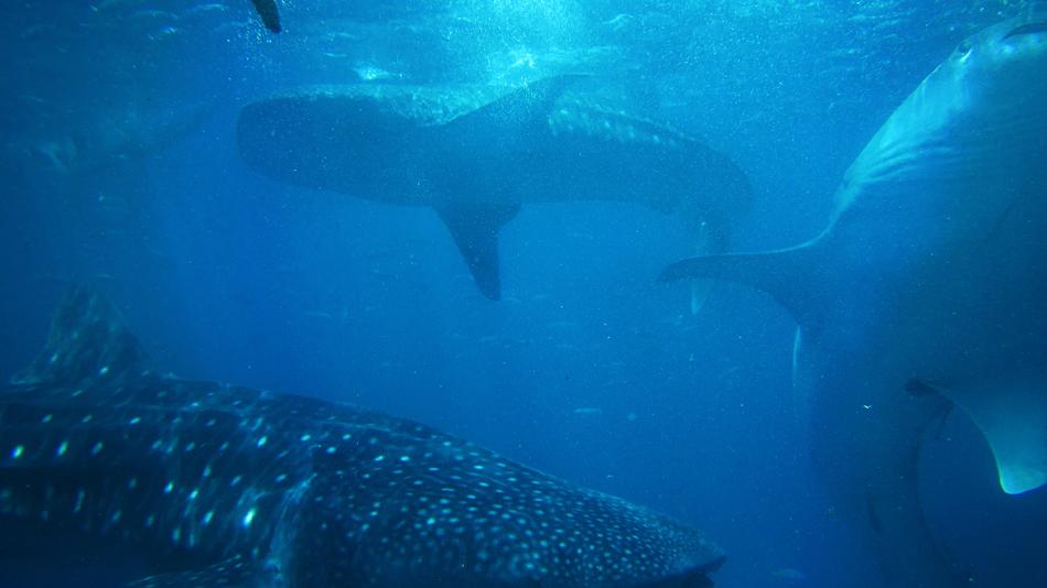Beautiful waterscape with the sharks, in the blue water in light