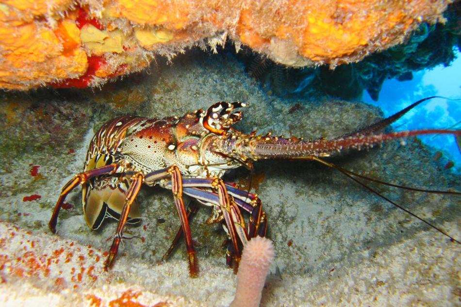 lobster in its habitat