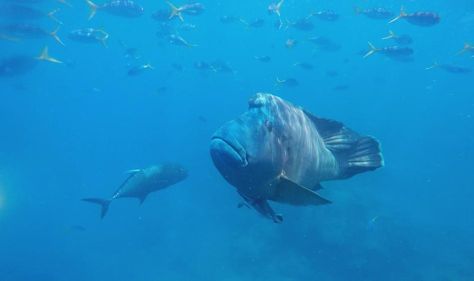 flocks of tropical fish in the ocean in Australia