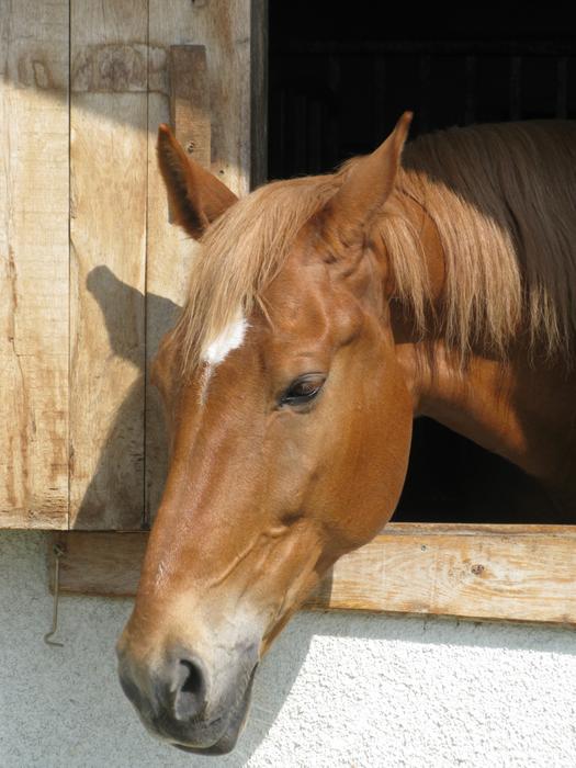 Horse Head in open window