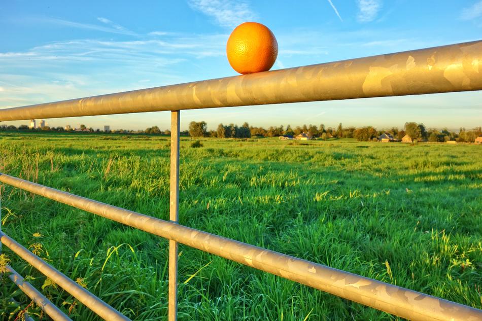 Orange Fruit Bar and green grass