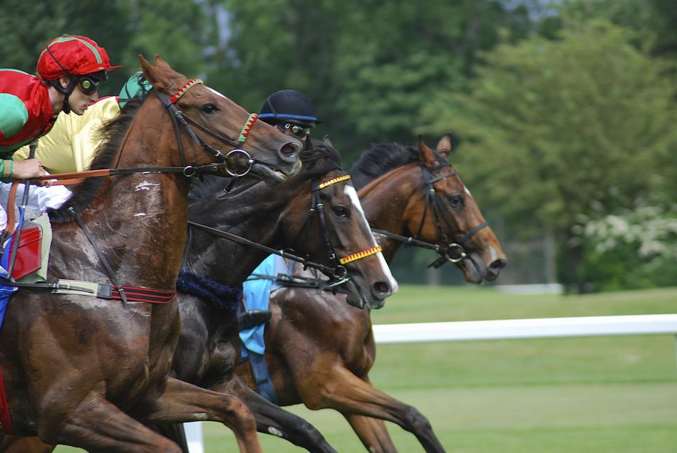 Racecourse Horses