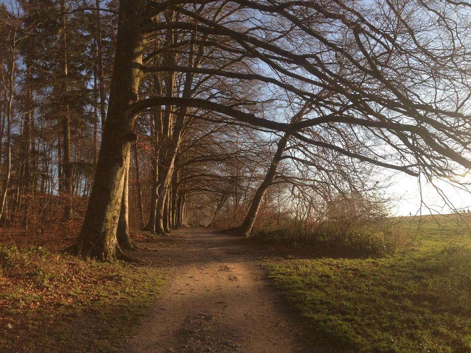photo of the road along the autumn meadow in Zurich
