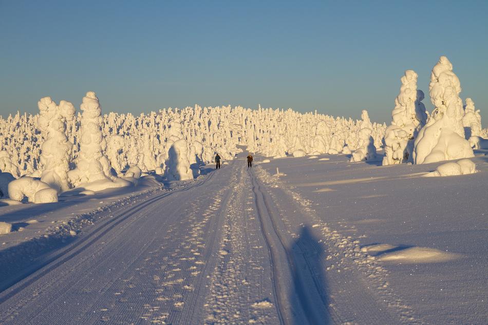 skiers on the trail among the fir trees in finland