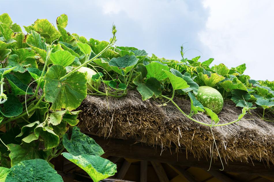 pumpkin on the thatched roof