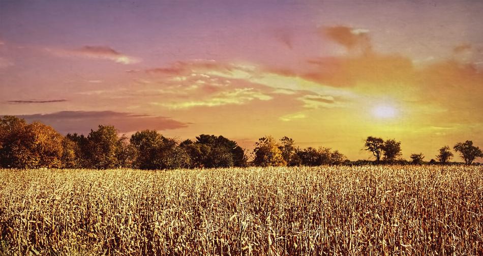 sun over a field of gold