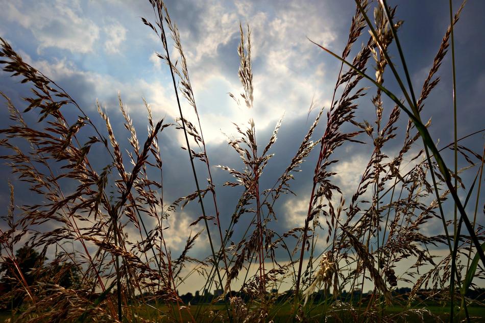 Beautiful sedge plants, at colorful skies with clouds