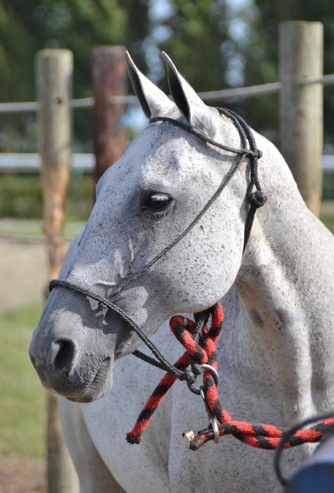 horse in harness on a farm on a blurred background
