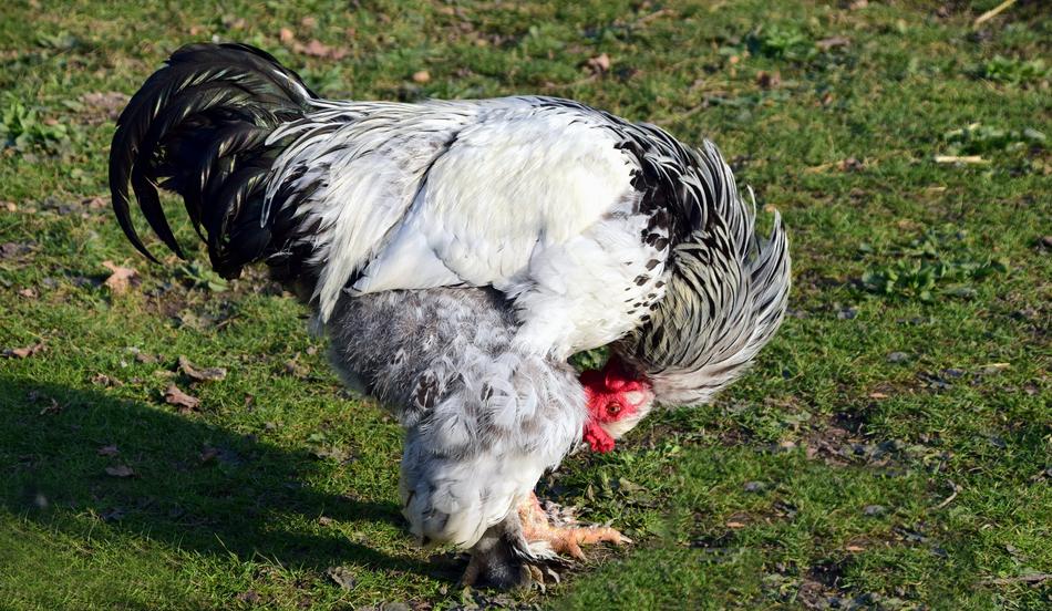 rooster bend over lawn