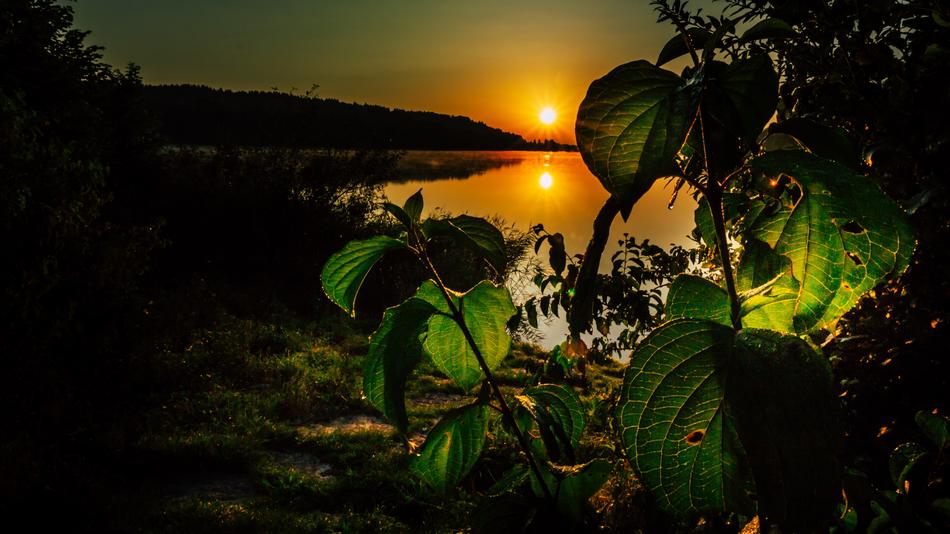 trees near the lake at dusk in the morning