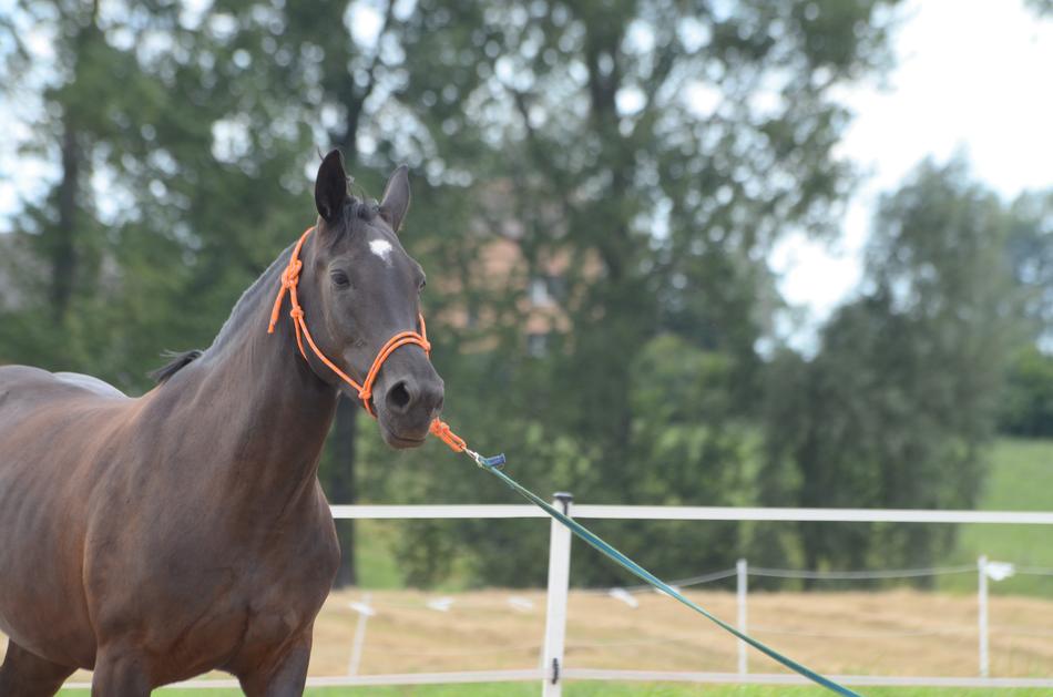 Horse Mare on a leash